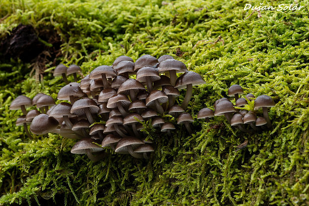 prilbička hnedosivá Mycena tintinnabulum (Paulet) Quél.