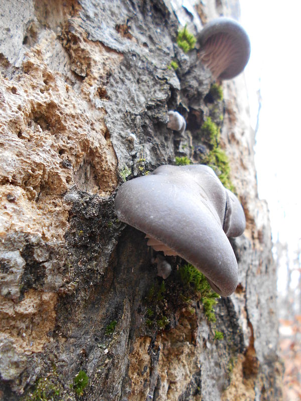 hliva ustricovitá Pleurotus ostreatus (Jacq.) P. Kumm.