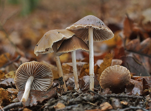 drobuľka Psathyrella sp.