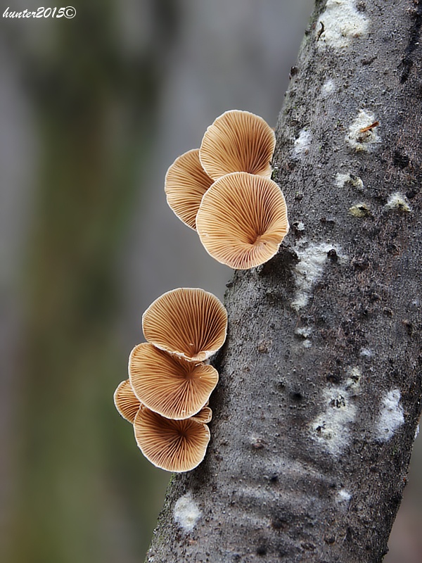 pňovka Tectella patellaris (Fr.) Murrill