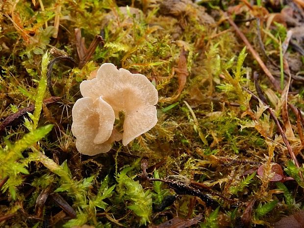 rebrovička Arrhenia sp.