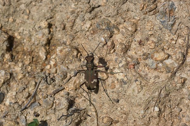 svižník lesný Cicindela sylvicola