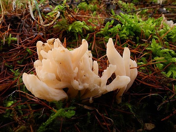 konárovka vráskavá Clavulina rugosa (Bull.) J. Schröt.