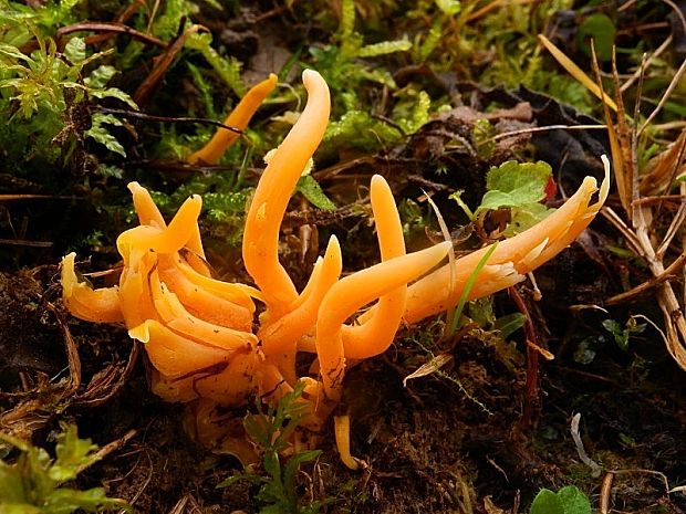 pakonárovka Clavulinopsis sp.