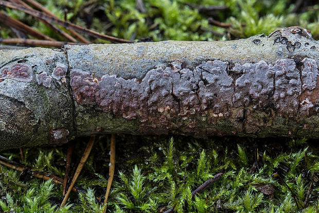 kožnatka Dermatocarpon sp.