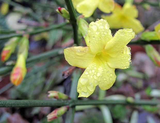 jazmín nahý Jasminum nudiflorum Lindl.