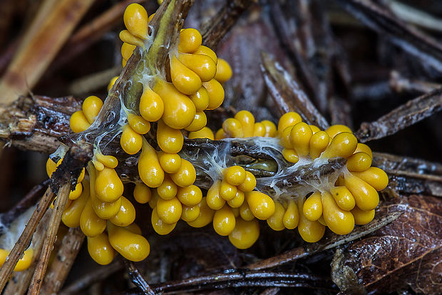 leskloplodka krehká Leocarpus fragilis (Dicks.) Rostaf.