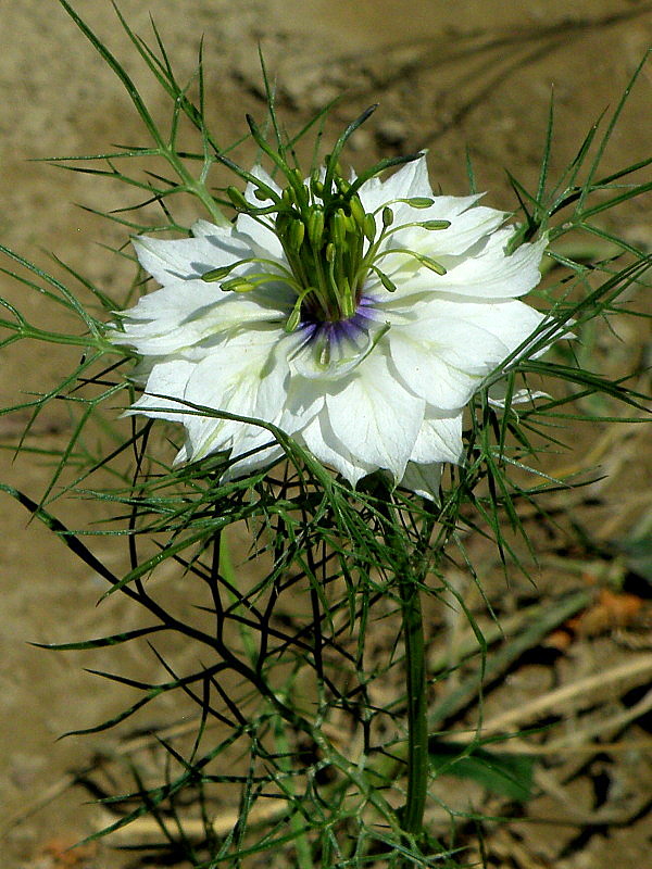 černuška damascénska Nigella damascena L.