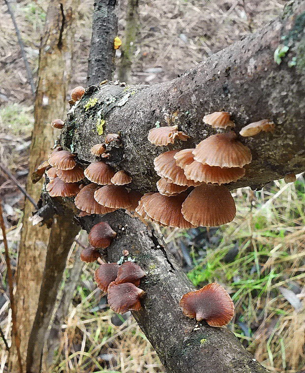 pňovka zimná Panellus ringens (Fr.) Romagn.