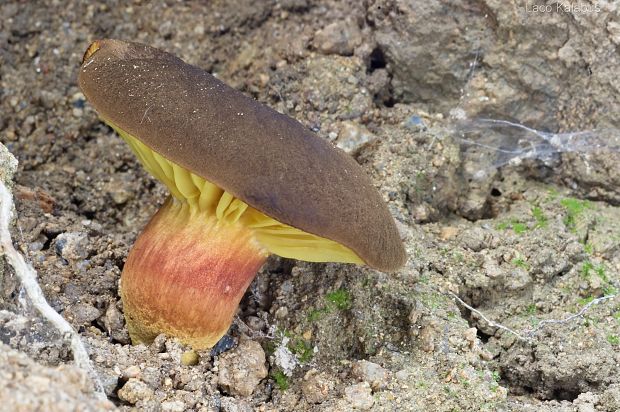 lupeňopórovec hnedožltý Phylloporus pelletieri (Lév.) Quél.