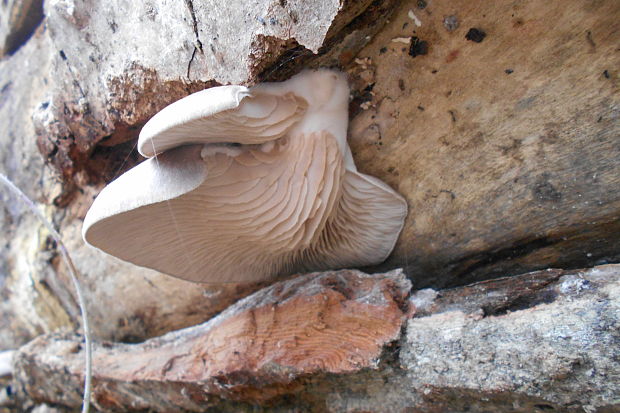 hliva ustricovitá Pleurotus ostreatus (Jacq.) P. Kumm.