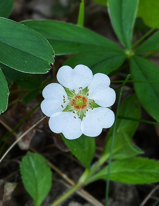 nátržník biely Potentilla alba L.