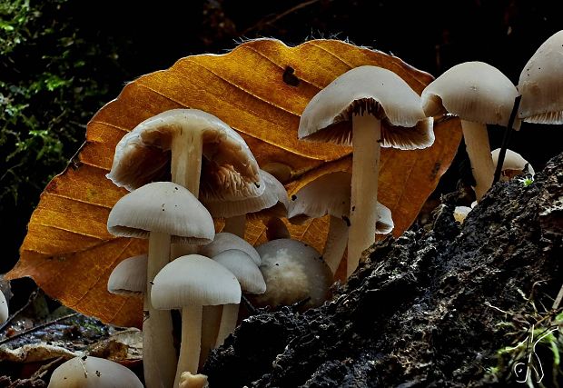 drobuľka čokoládovohnedá? Psathyrella cf. spadicea (Schaeff.) Singer