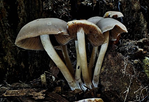 drobuľka čokoládovohnedá Psathyrella cf. spadicea (Schaeff.) Singer