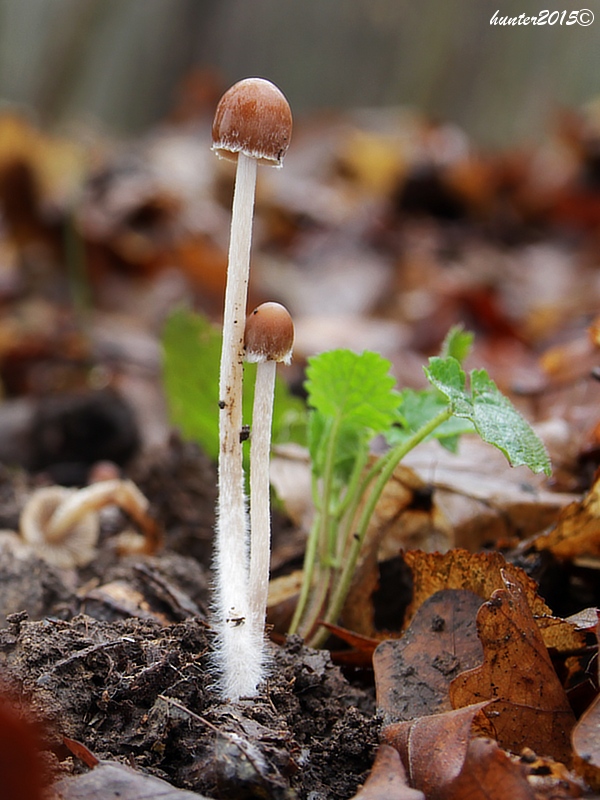 drobuľka Psathyrella sp.