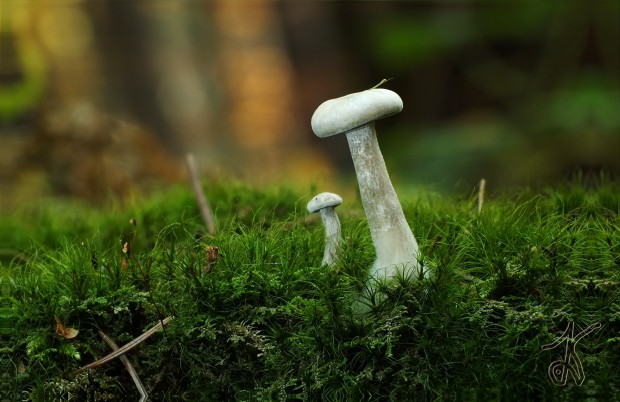 strmulica čiaškovitá? Pseudoclitocybe cf. cyathiformis (Bull.) Singer