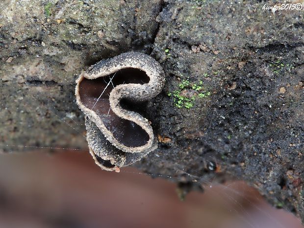 dutinovka lužná Sclerencoelia fascicularis (Alb. & Schwein.) P. Karst.