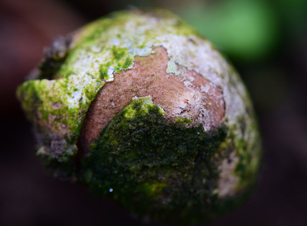 stopkovec Tulostoma cyclophorum Lloyd