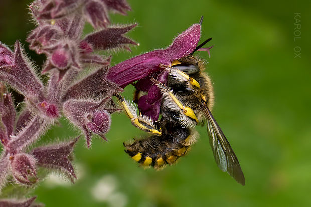 vlnárka Anthidium manicatum