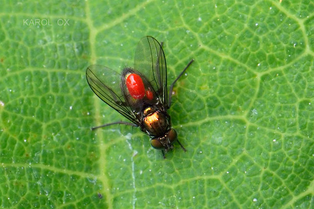 dlhonôžka Dolichopodidae