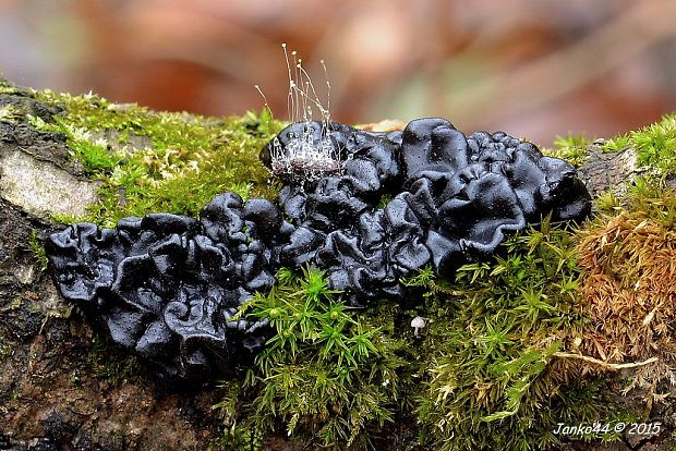 tmavorôsolovec mušľovitý Exidia truncata Fr.