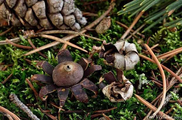 hviezdovka bradavičnatá Geastrum corollinum (Batsch) Hollós