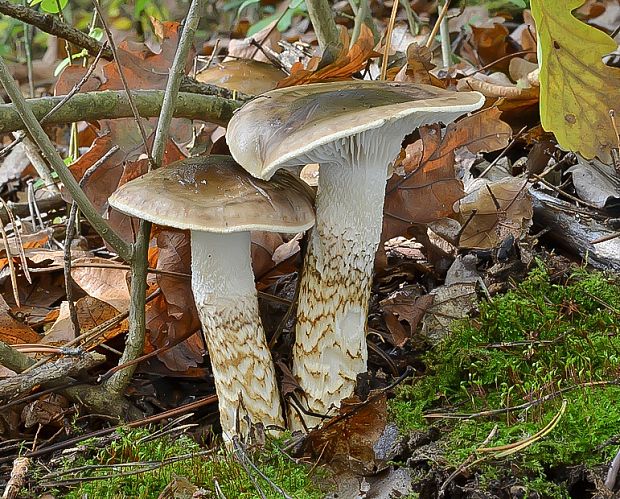 šťavnačka Persoonova Hygrophorus persoonii Arnolds