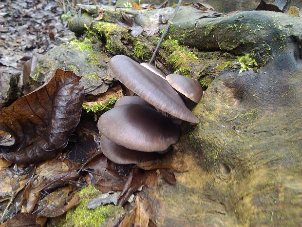 hliva ustricovitá Pleurotus ostreatus (Jacq.) P. Kumm.