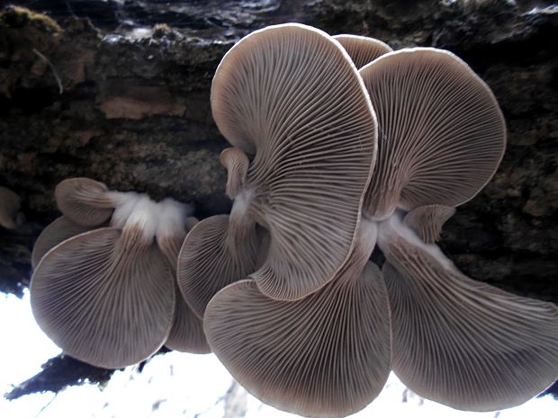 hliva ustricovitá Pleurotus ostreatus (Jacq.) P. Kumm.