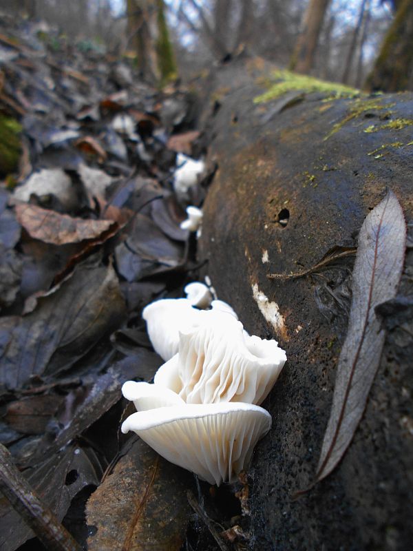 hliva ustricovitá Pleurotus ostreatus (Jacq.) P. Kumm.