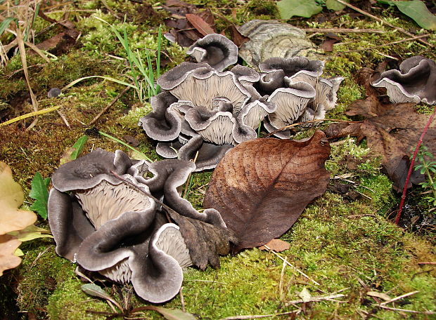 hliva ustricovitá Pleurotus ostreatus (Jacq.) P. Kumm.