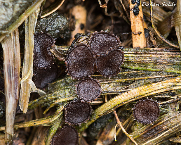 chlpanka veľkovýtrusná Pseudombrophila hepatica (Batsch) Brumm.