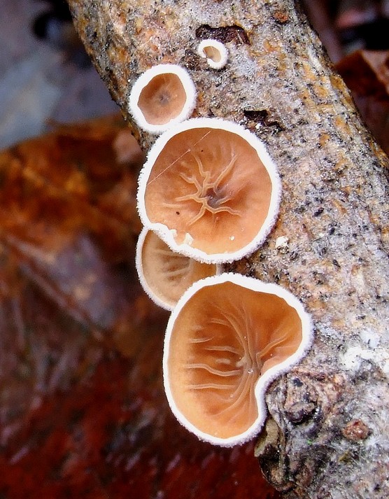 škľabka plstnatá Schizophyllum amplum (Lév.) Nakasone