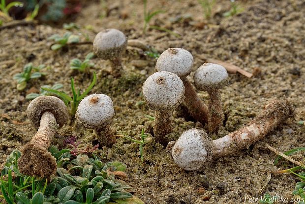 stopkovec vláknitý Tulostoma fimbriatum Fr.