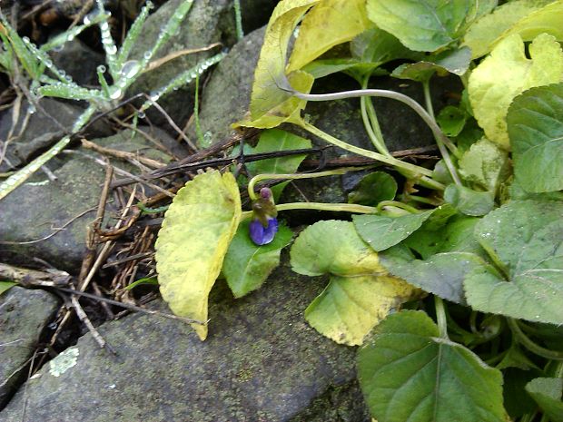 fialka Viola sp.