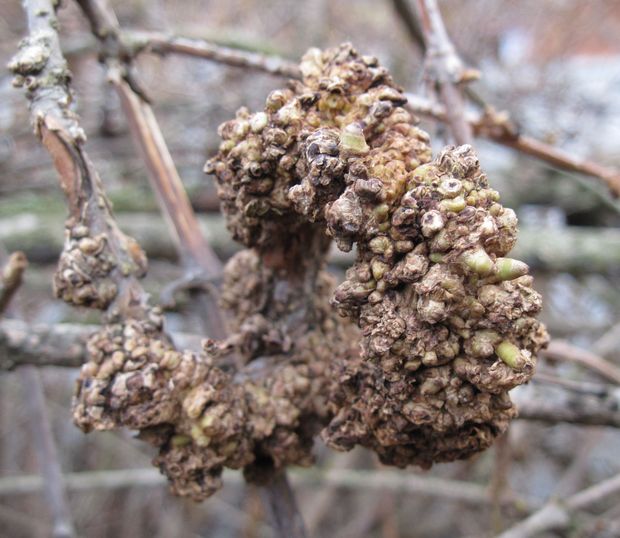 nádor Agrobacterium tumefaciens Smith & Townsend, 1907