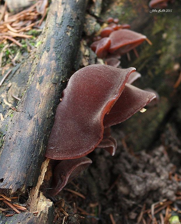 uchovec bazový Auricularia auricula-judae (Bull.) Quél.