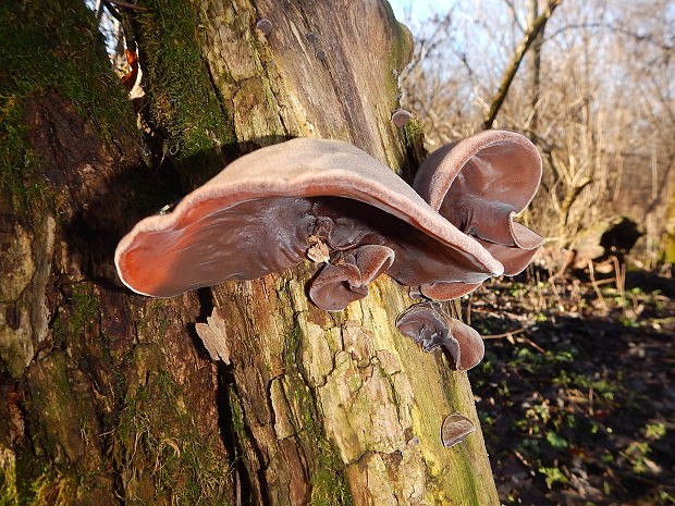 uchovec bazový Auricularia auricula-judae (Bull.) Quél.