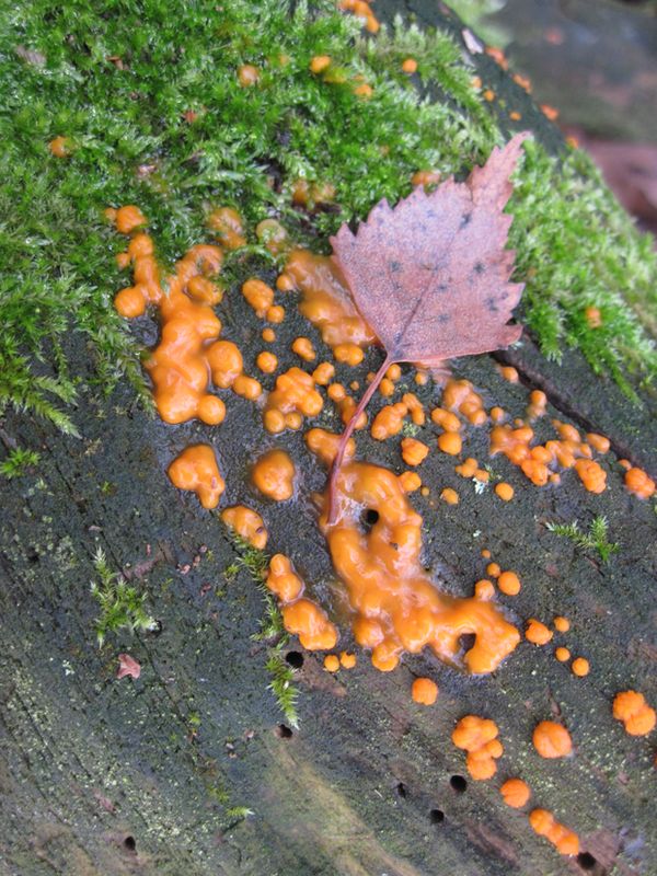 slzovec Dacrymyces sp.