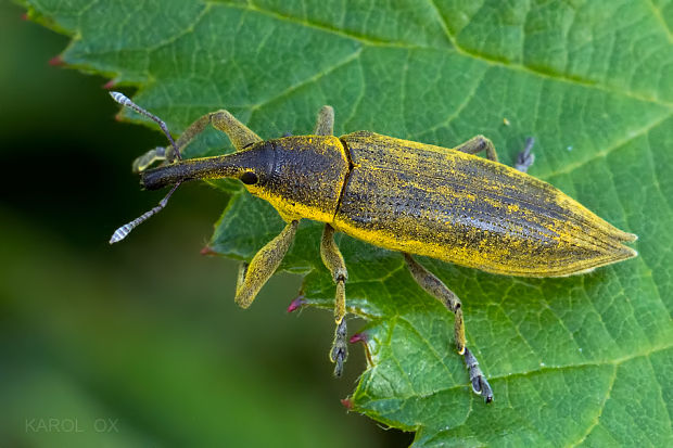 dlhánik Lixus iridis