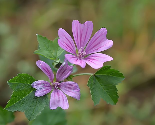 slez lesný Malva sylvestris L.