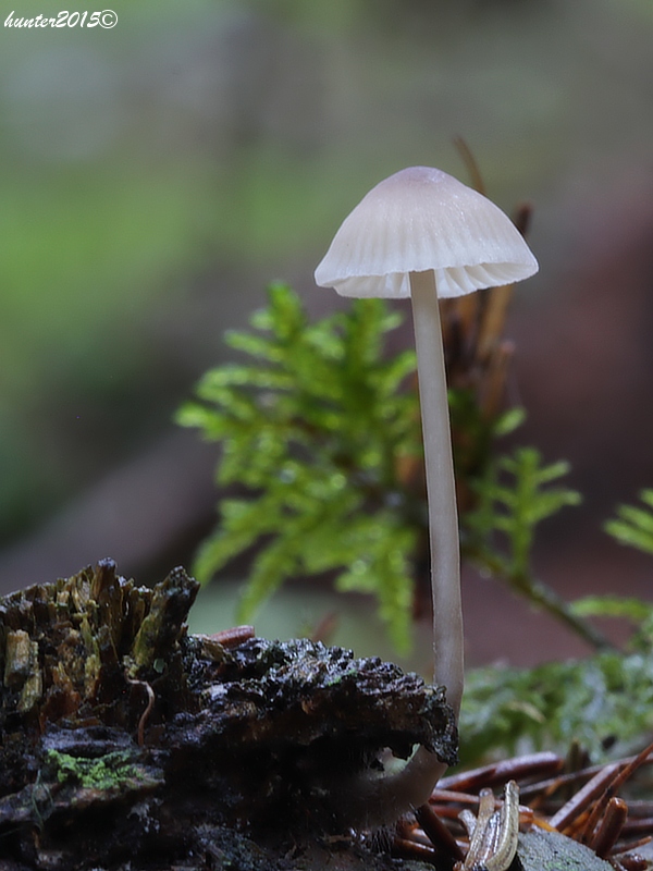 prilbička Mycena sp.