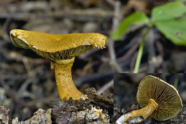 šupinovka Pholiota sp.