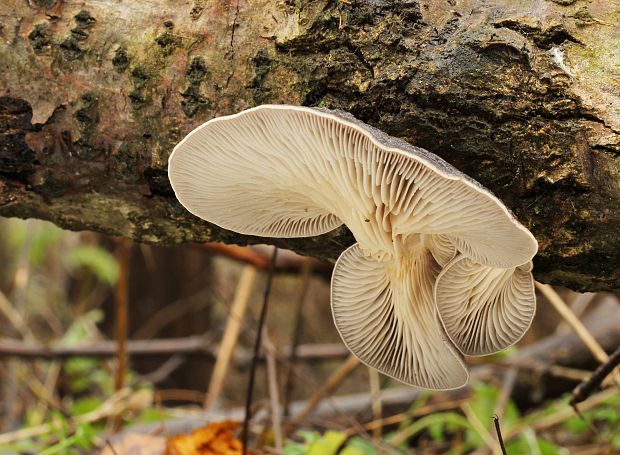 hliva ustricovitá Pleurotus ostreatus (Jacq.) P. Kumm.