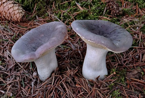 plávka ametystová Russula amethystina Quél.