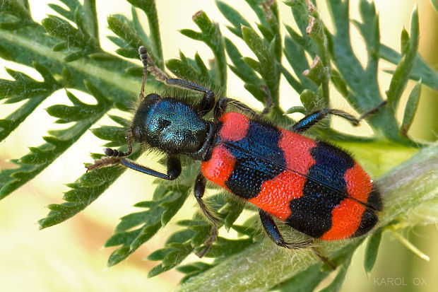 pestroš včelí Trichodes apiarius