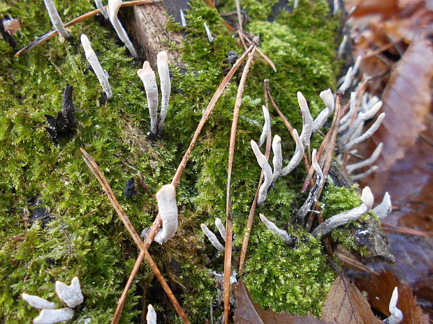 drevnatec parohatý Xylaria hypoxylon (L.) Grev.