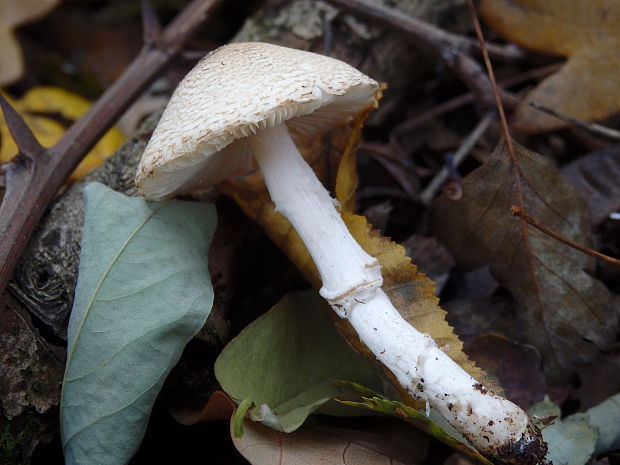 bedlička pošvatá Lepiota ignivolvata Bousset & Joss. ex Joss.