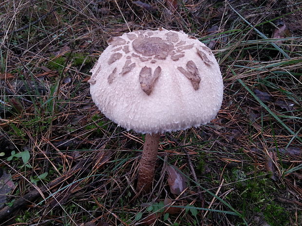 bedľa Macrolepiota sp.