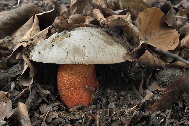 hríb purpurový Rubroboletus rhodoxanthus Kuan Zhao &amp; Zhu L. Yang